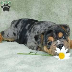 Beau, Miniature Bulldog Puppy